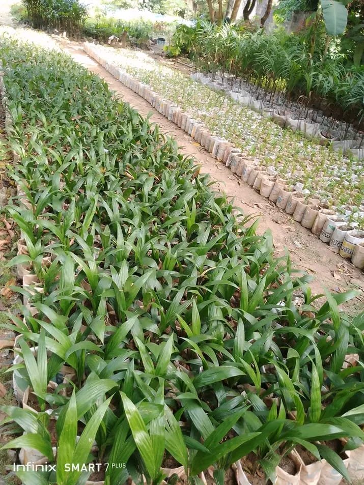 Irrigation